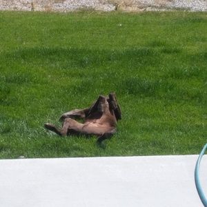 Meet your Posher, Jed